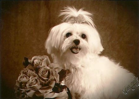 maltese-dog-1950s